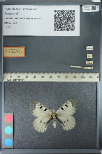 Media type: image;   Entomology 175477